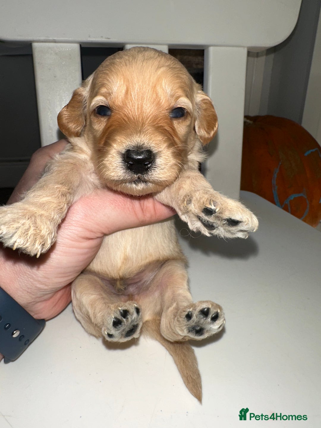 Goldendoodle dogs for sale: Miniature Goldendoodles - Ready Mid December  - Advert 21