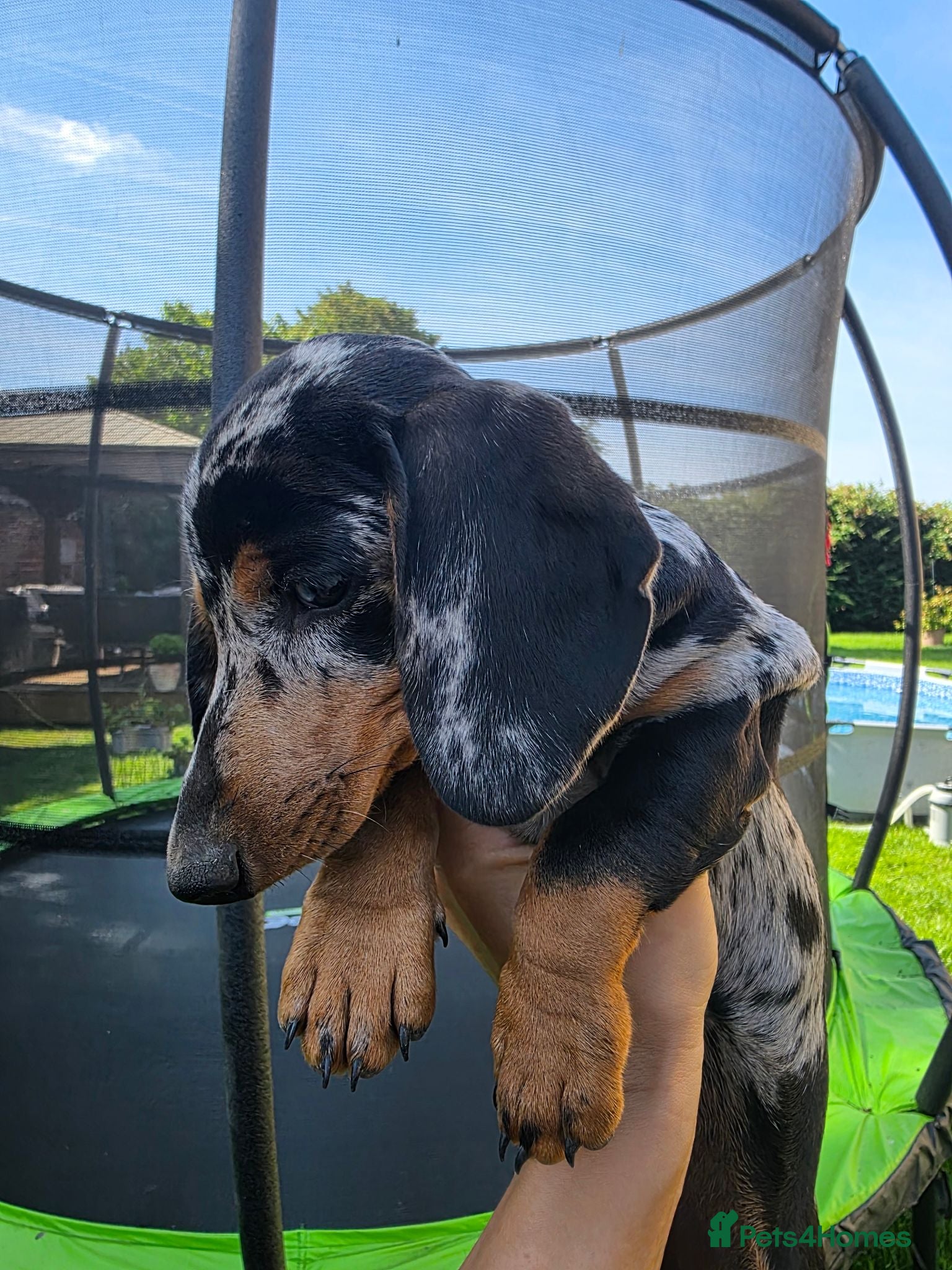 Dachshund dogs KC reg Standard Dachshund Puppies - Advert 2