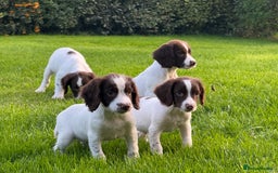 English Springer Spaniel dogs for sale: READY TO GO KC REG ESS PUPPIES - Image 2