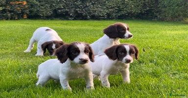 English Springer Spaniel dogs - Advert 11