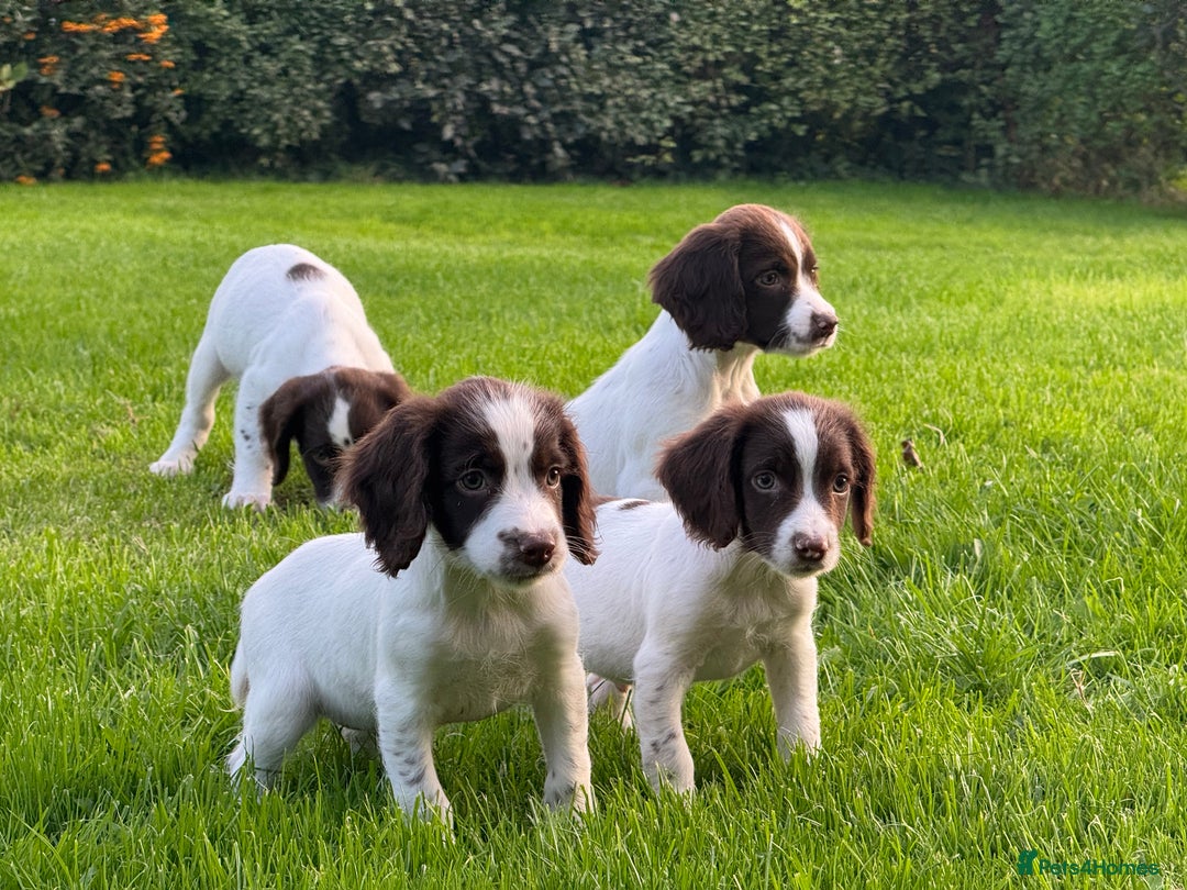 English Springer Spaniel dogs for sale: READY TO GO KC REG ESS PUPPIES - Image 2
