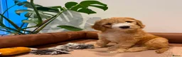 Mixed Breed dogs for sale: Australian Labradoodle-Medium-sized  - Advert 6