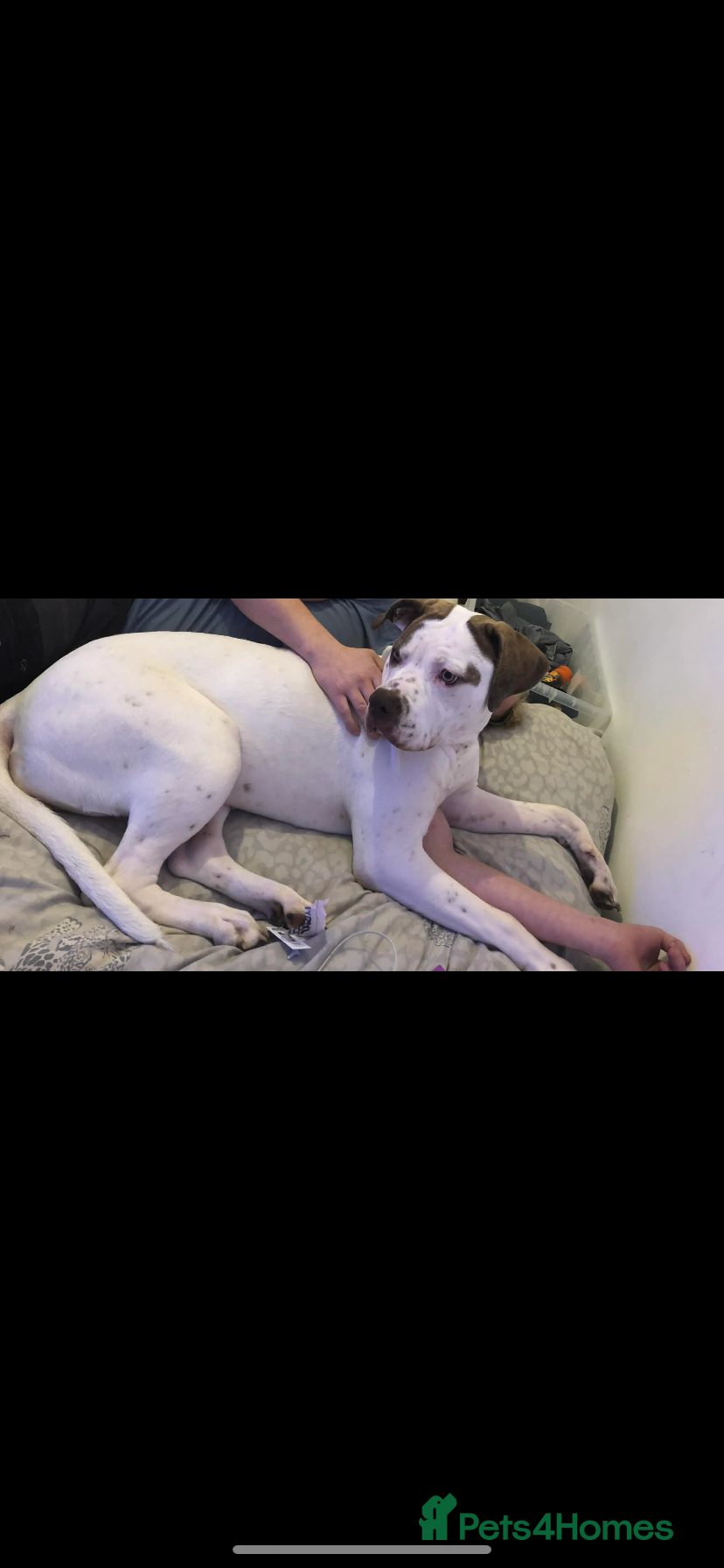 American Bulldog dogs 1 year old American bulldog- LULU. - Advert 5