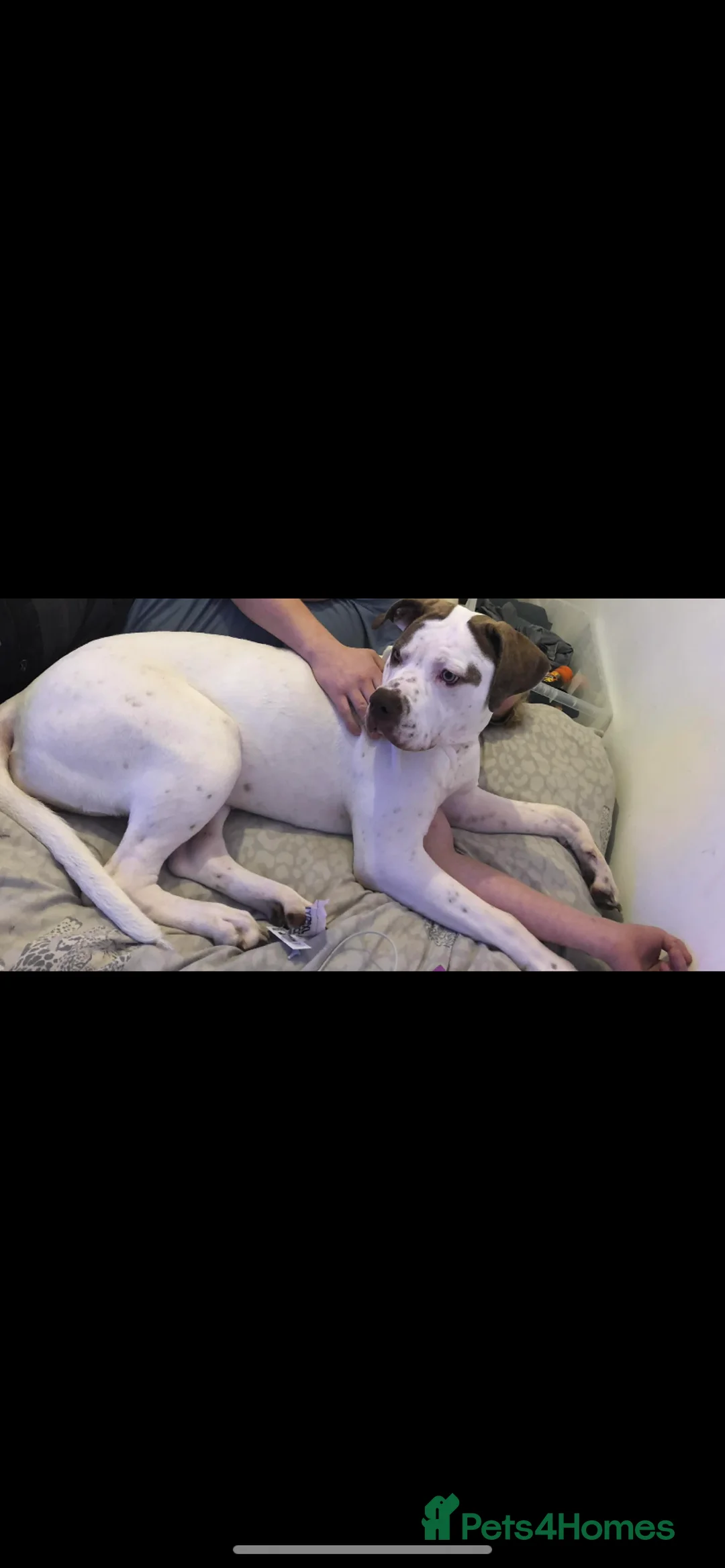 American Bulldog dogs for sale: 1 year old American bulldog- LULU. in Bracknell - Advert 1