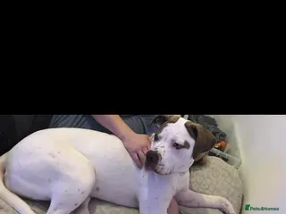 American Bulldog dogs 1 year old American bulldog- LULU. - Advert 4