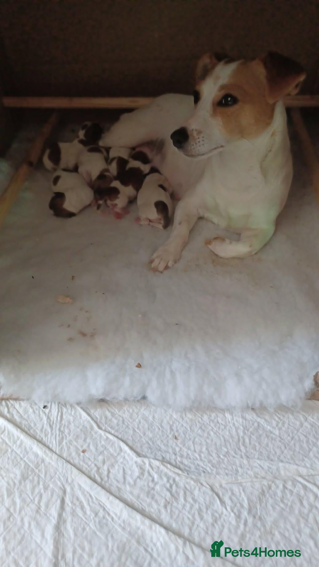 Jack Russell dogs  Minature Jack Russell Terrier Puppies. - Advert 1