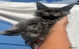 Maine Coon cats for sale: STUNNING MAINE COON SMOKE (tica activereg ) - Image 28