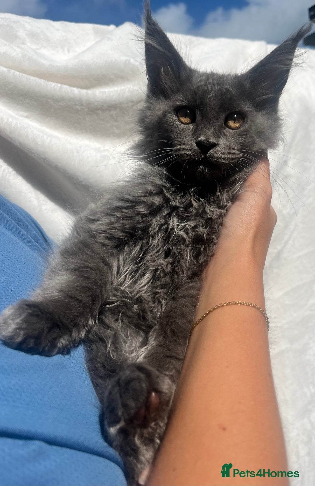 Maine Coon cats for sale: STUNNING MAINE COON SMOKE (tica activereg ) - Image 28
