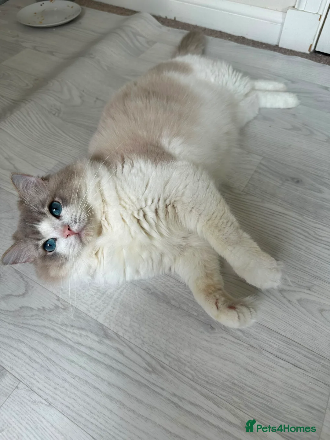 Ragdoll cats for stud: Ragdoll stud  - Advert 13