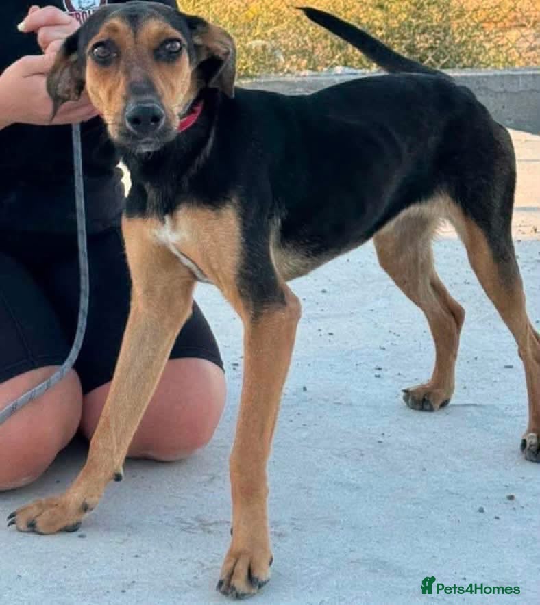 Mixed Breed dogs Moca needs a loving home  - Advert 1