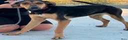 Mixed Breed dogs for adoption: Moca needs a loving home  - Advert 1
