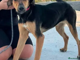 Mixed Breed dogs Moca needs a loving home - Advert 1