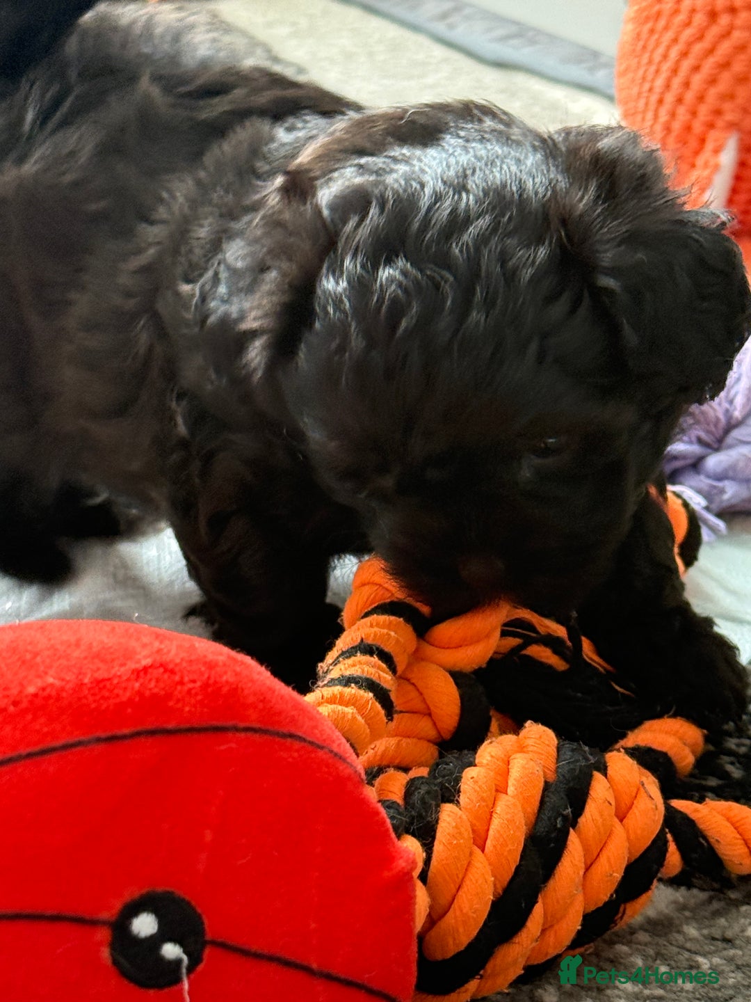 Maltipoo dogs for sale: Outstanding Malshipoo puppies - Image 24