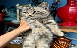 British Shorthair cats for sale: Pure British Shorthair Girls Ready Now! - Image 35