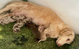 Doxiepoo dogs for sale: Adorable Doxiepoo puppies  - Image 18