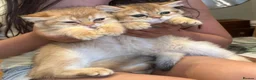 British Shorthair cats for sale: Stunning BSH Black Golden Shaded Kittens  - Advert 7