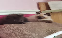 Ragcoon cats for sale: Ragcoon kittens for sale  - Image 1