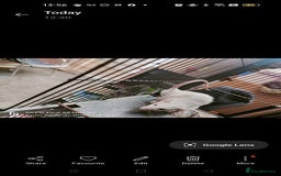Rat rodents for sale: Dumbo rex Rats - Image 8