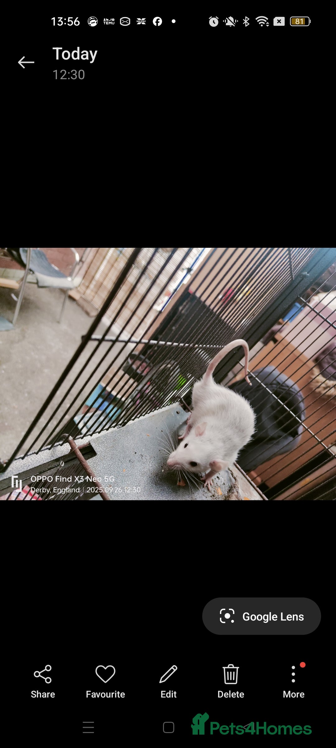 Rat rodents for sale: Dumbo rex Rats - Image 8