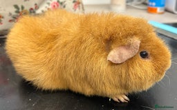 Guinea Pig rodents for sale: Teddy Sows Available  - Image 9