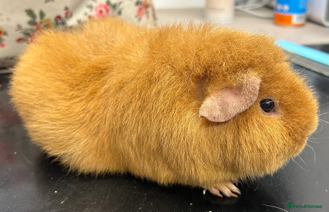 Guinea Pig rodents for sale: Teddy Sows Available  - Image 9