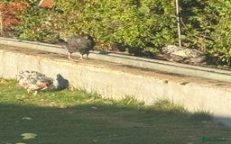 Chickens poultry for sale: Garden hens for sale - Image 8