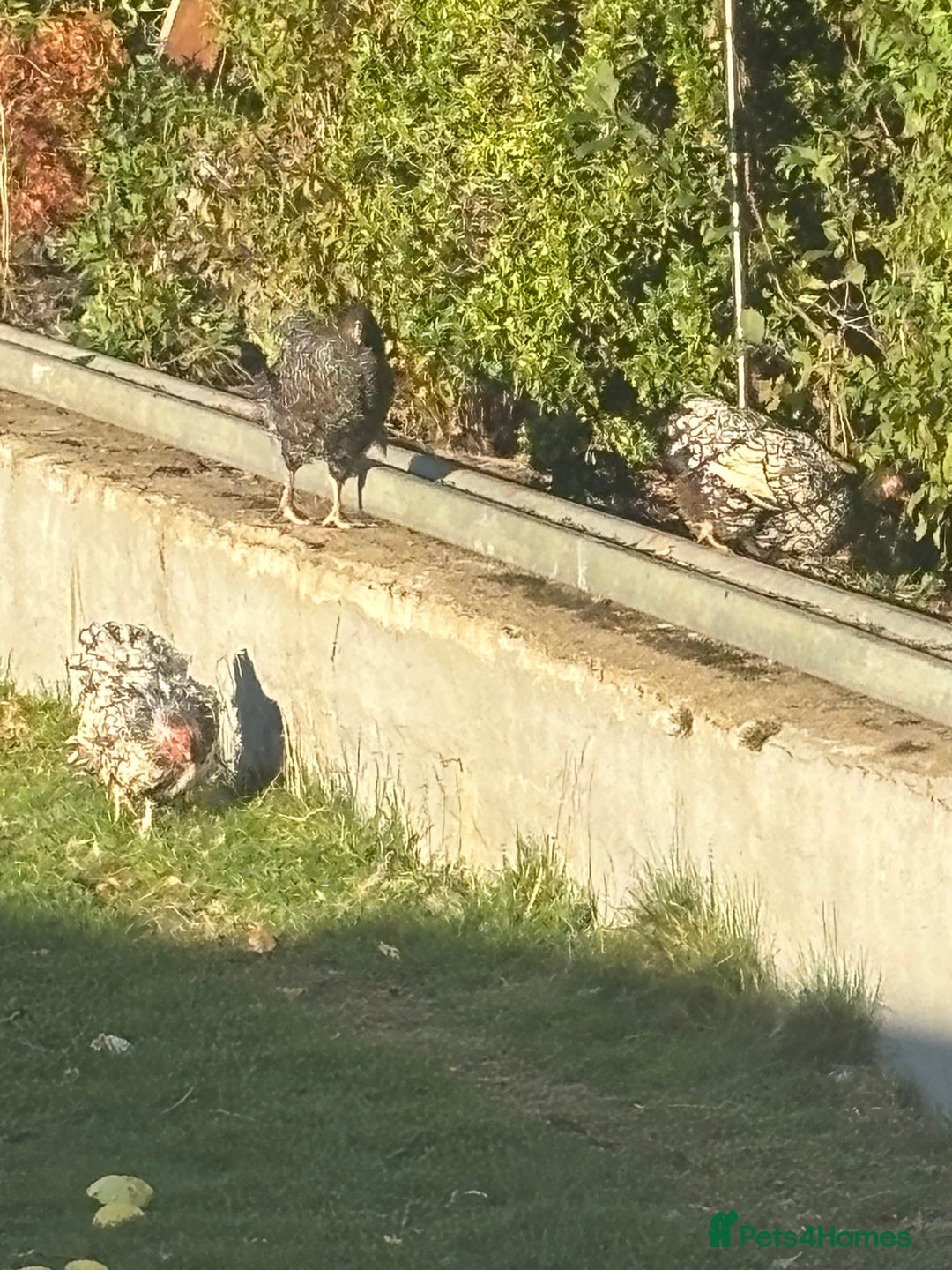 Chickens poultry for sale: Garden hens for sale - Image 8