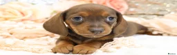 Dachshund dogs for sale: KC Miniature Dachshund Puppies - Advert 5