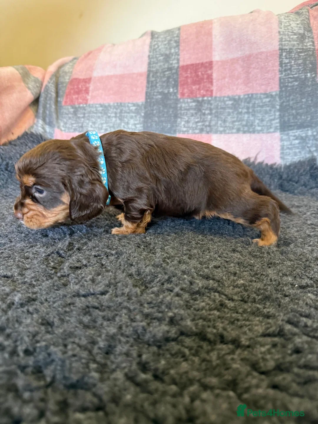 Cocker Spaniel dogs for sale: Kc Reg Brown/Tan And TriColour Working Cocker Pups - Advert 23
