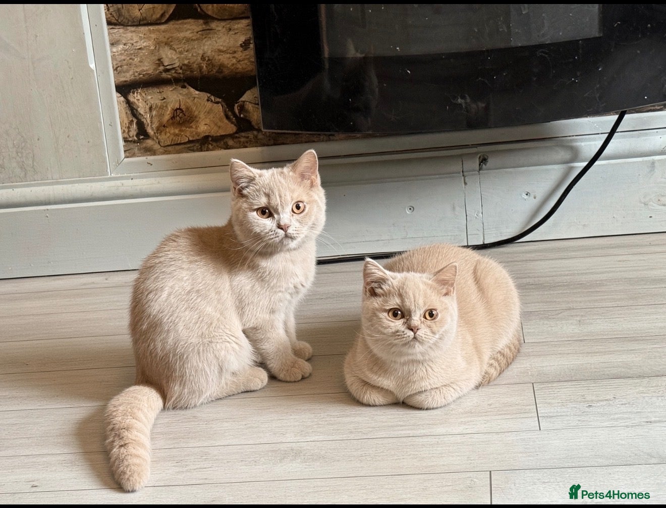 British Shorthair cats 🐾BEAUTIFUL BSH 2 LEFT READY TO GO🐾   - Advert 1
