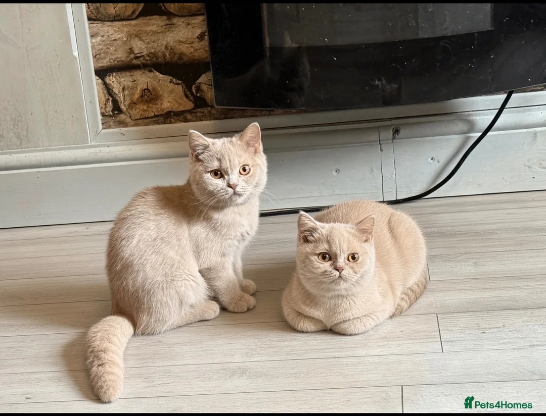 British Shorthair cats for sale: 🐾BEAUTIFUL BSH 2 LEFT READY TO GO🐾   - Advert 1