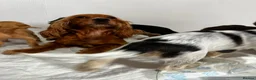 Cocker Spaniel dogs for sale: Cocker spaniel puppies  - Advert 2