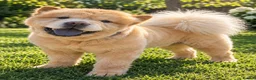 Chow Chow dogs for sale: Luna one year old in Birmingham - Advert 3