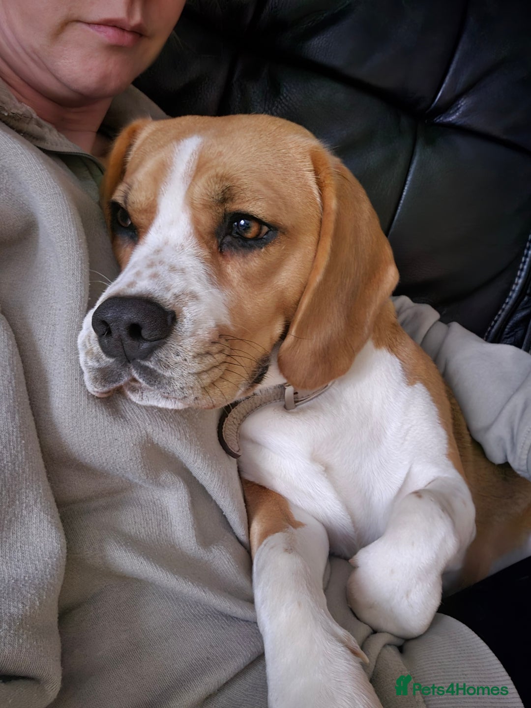 Beagle dogs for sale: Harper - Advert 7