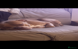 Mixed Breed dogs for sale: Bruno - American Bulldog x Staffy 1.5 years  - Advert 10