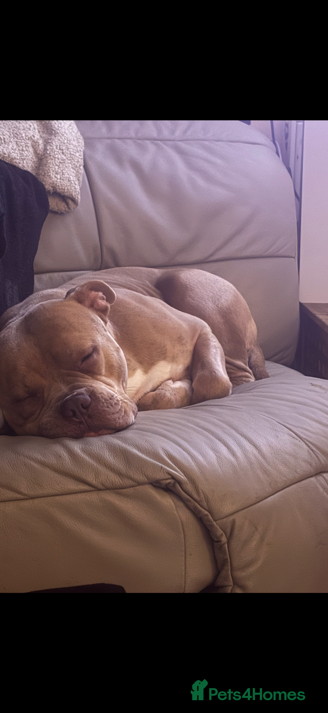 Mixed Breed dogs for sale: Bruno - American Bulldog x Staffy 1.5 years  - Advert 10