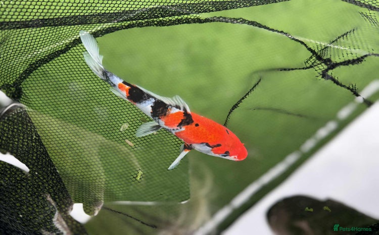 Koi Carp fish - Advert 1