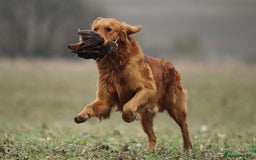 Golden Retriever dogs for sale: Fully health tested KC working golden retrievers  - Image 12