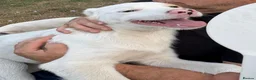 Mixed Breed dogs for adoption: 🤍 LIANA – A Superb young Girl for a Loving Home🩷 - Advert 15