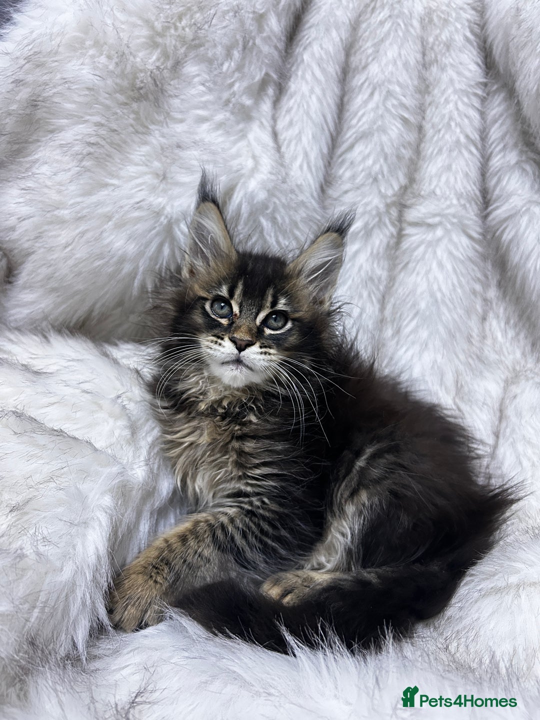 Maine Coon cats for sale: Maine Coon - Advert 10