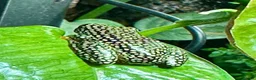 Frog reptiles for sale: Starry Night Reed Frogs Sexed Pairs  in Bristol - Advert 3