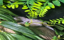 Gecko reptiles for sale: Gargoyle gecko and full set up - Image 2
