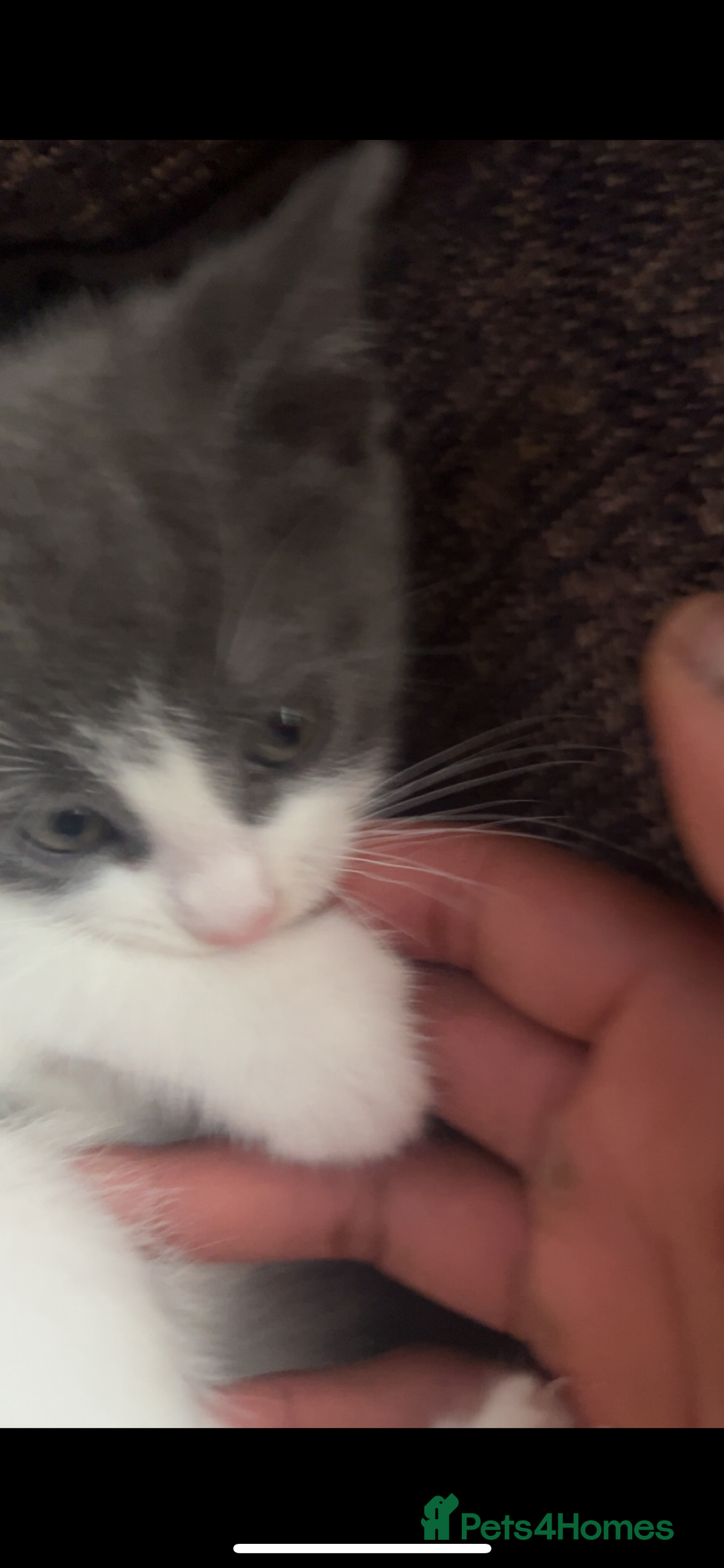 Mixed Breed cats for sale: Kitten for sale  - Advert 6