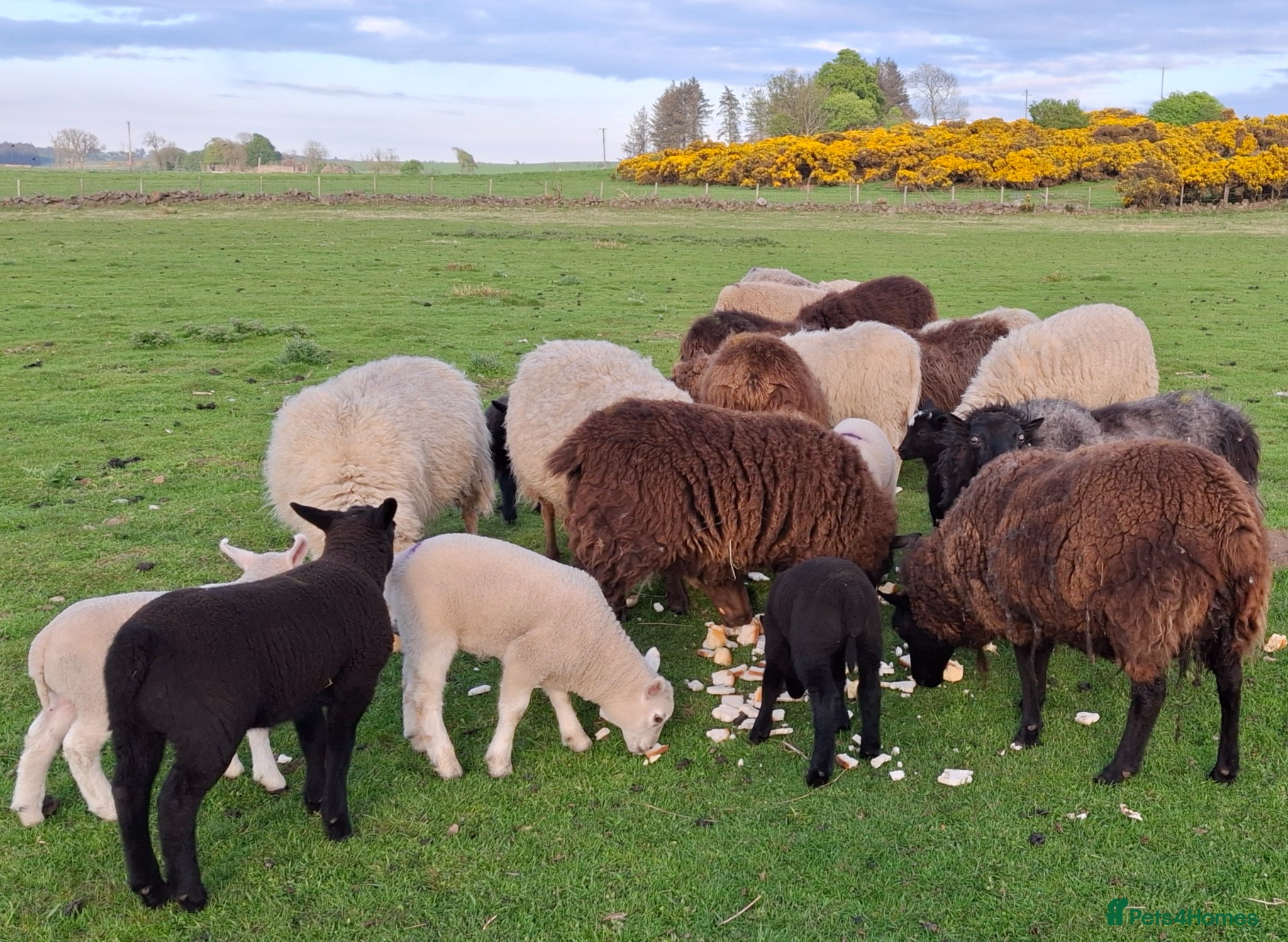 Sheep livestock Lambs with dams - Advert 1