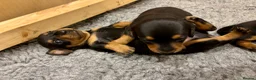 Miniature Dachshund dogs for sale: Beautiful Miniature Dachshunds - 2 boys left - Advert 18