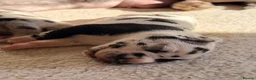 Great Dane dogs for sale: Great Danes puppies  in London - Advert 31