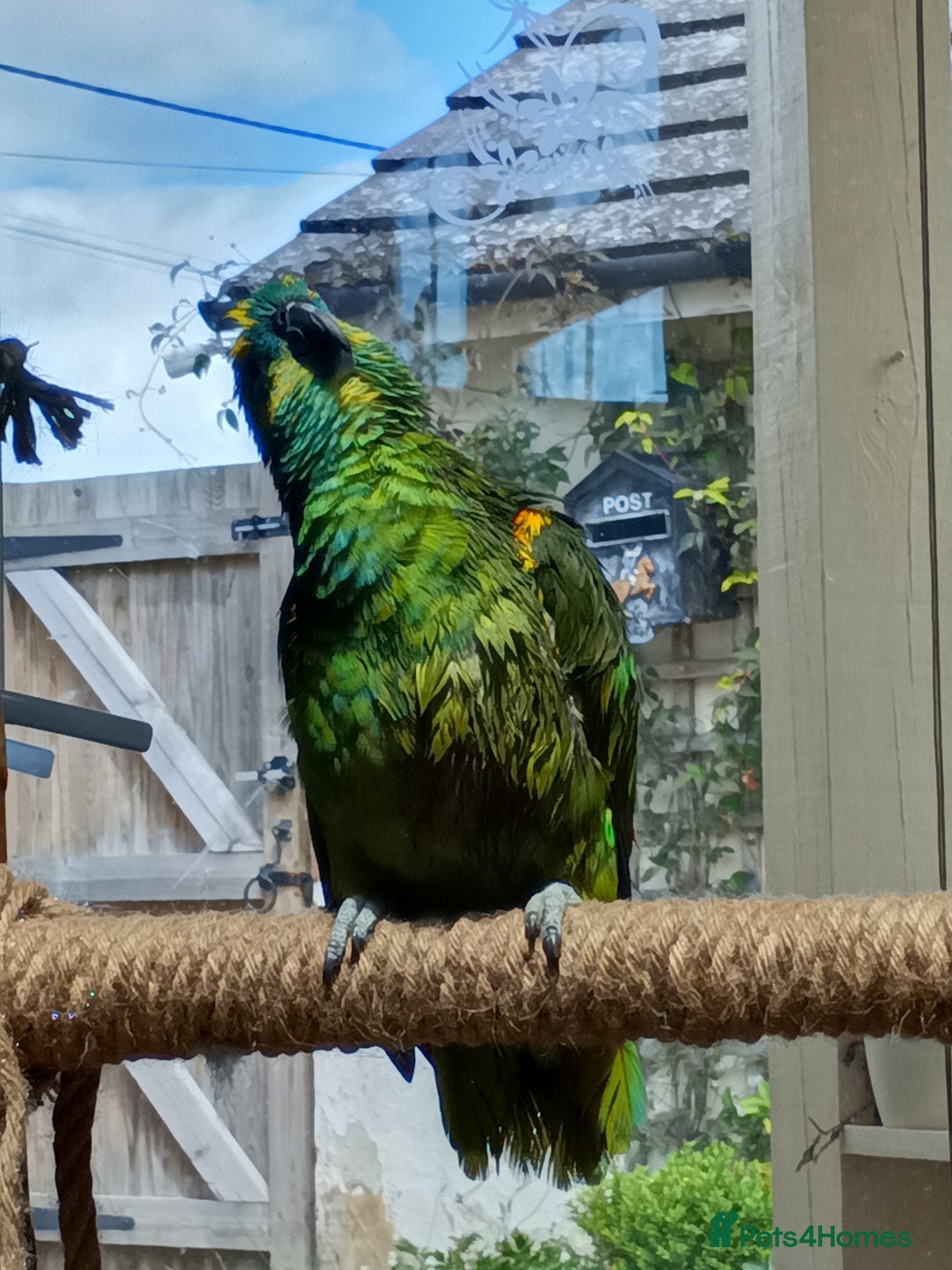 Parrots birds for sale: Jessie - Image 8