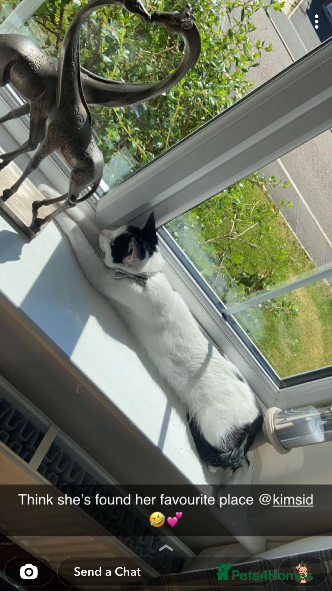 Mixed Breed cats for sale: 2 cats for rehoming - Advert 9