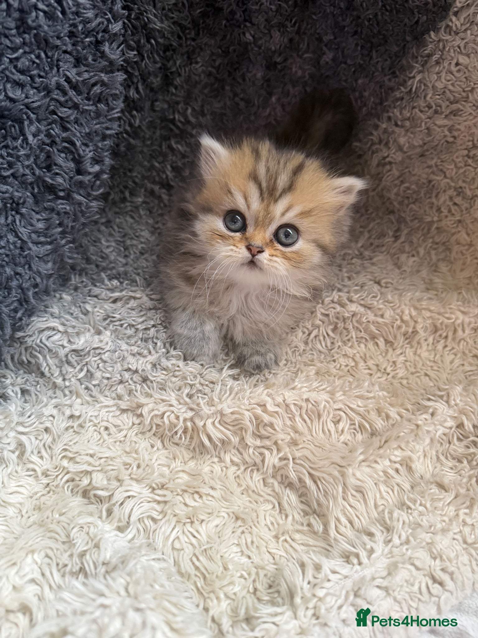Persian cats Stunning Golden Shaded Persian Kitten🌟Teddy Bear - Advert 11