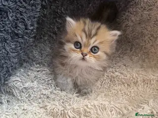 Persian cats Stunning Golden Shaded Persian Kitten🌟Teddy Bear - Advert 5